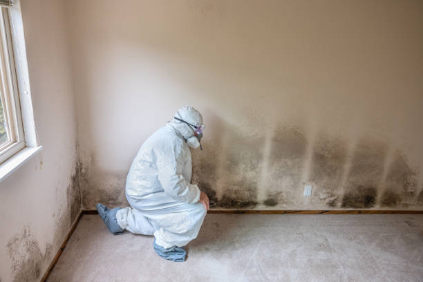 Environmental Consulting for Mold Prevention in Garden City, MO